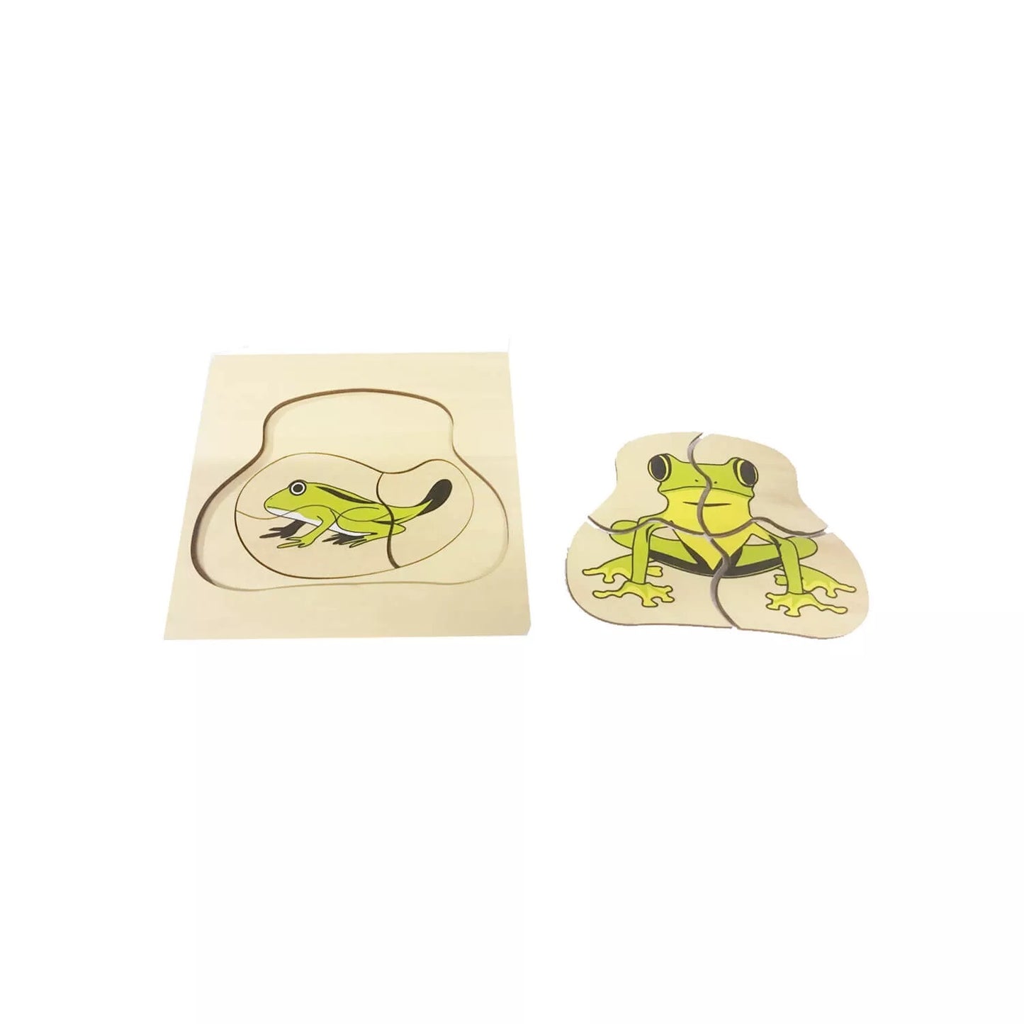 Life Cycle of a Frog Puzzle