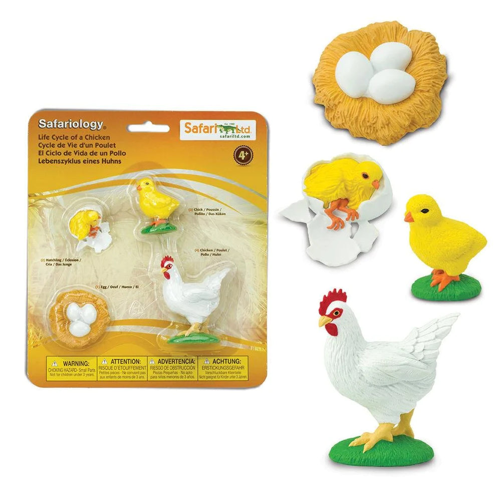 Life Cycle of a Chicken