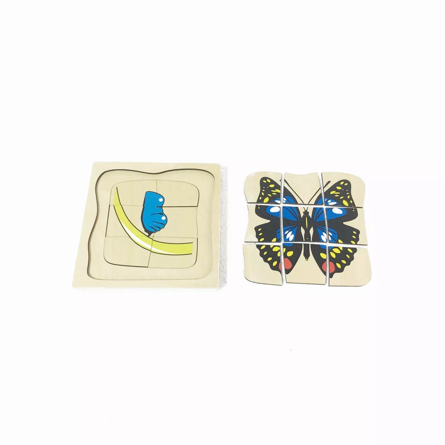Life Cycle of a Butterfly Puzzle