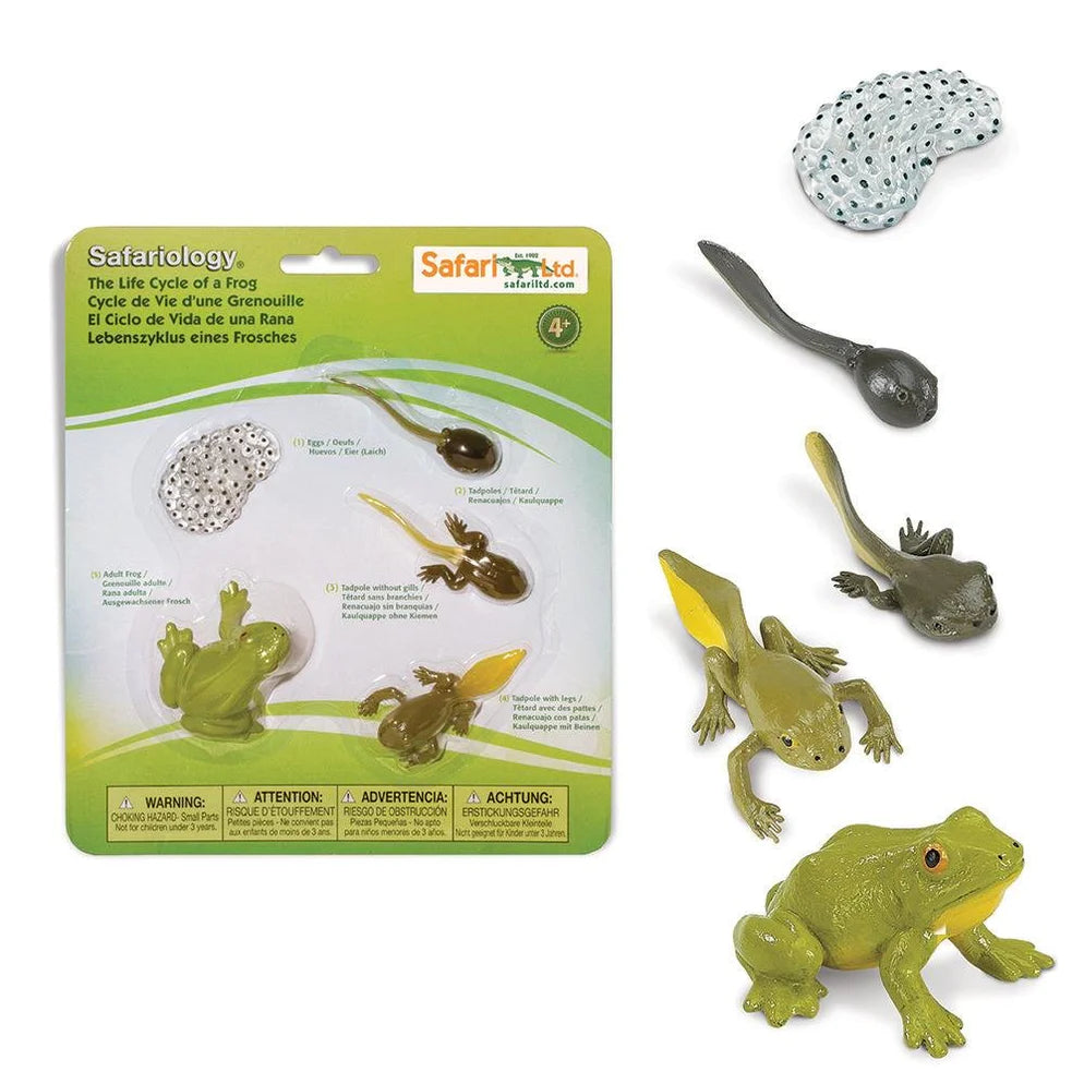 Life Cycle of a Frog – FSL Montessori Supplies